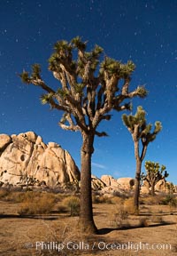 Joshua tree and stars, moonlit night. The Joshua Tree is a species of yucca common in the lower Colorado desert and upper Mojave desert ecosystems.