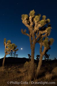 Joshua tree and stars at night. The Joshua Tree is a species of yucca common in the lower Colorado desert and upper Mojave desert ecosystems