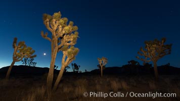 Joshua tree and stars at night. The Joshua Tree is a species of yucca common in the lower Colorado desert and upper Mojave desert ecosystems, Joshua Tree National Park, California