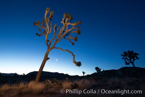 Joshua tree and stars at night. The Joshua Tree is a species of yucca common in the lower Colorado desert and upper Mojave desert ecosystems, Joshua Tree National Park, California
