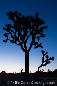 Joshua Tree and Crescent Moon, pre-dawn