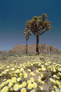 Joshua Trees rise above a patch of white tackstems. Spring, Calycoseris wrightii, Yucca brevifolia, Joshua Tree National Park, California