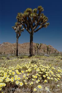 Joshua Trees (Yucca brevifolia) rise above a patch of white tackstems (Calycoseris wrightii) in spring, Joshua Tree National Park.