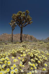 Joshua Trees rise above a patch of white tackstems. Spring, Calycoseris wrightii, Yucca brevifolia, Joshua Tree National Park, California