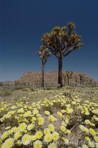 Joshua Trees rise above a patch of white tackstems. Spring, Calycoseris wrightii, Yucca brevifolia, Joshua Tree National Park, California