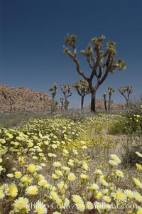 Joshua Trees rise above a patch of white tackstems. Spring, Calycoseris wrightii, Yucca brevifolia, Joshua Tree National Park, California