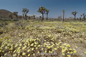 Joshua Trees rise above a patch of white tackstems. Spring, Calycoseris wrightii, Yucca brevifolia, Joshua Tree National Park, California