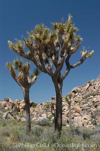 Joshua Trees, a tree form of yucca inhabiting the Mojave and Sonoran Deserts, Yucca brevifolia, Joshua Tree National Park, California