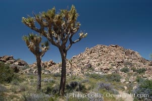 Joshua Trees, a tree form of yucca inhabiting the Mojave and Sonoran Deserts, Yucca brevifolia, Joshua Tree National Park, California