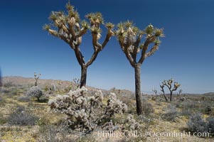 Joshua Trees, a tree form of yucca inhabiting the Mojave and Sonoran Deserts, Yucca brevifolia, Joshua Tree National Park, California