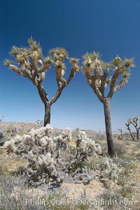 Joshua Trees, a tree form of yucca inhabiting the Mojave and Sonoran Deserts, Yucca brevifolia, Joshua Tree National Park, California