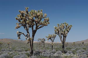 Joshua Trees, a tree form of yucca inhabiting the Mojave and Sonoran Deserts, Yucca brevifolia, Joshua Tree National Park, California