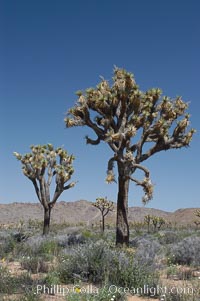 Joshua Trees, a tree form of yucca inhabiting the Mojave and Sonoran Deserts, Yucca brevifolia, Joshua Tree National Park, California