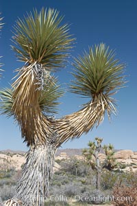 This Joshua tree exhibits live dagger-like leaves at its branch ends as well as dead leaves covering its bark, Yucca brevifolia, Joshua Tree National Park, California