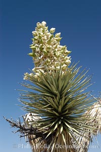 The flower cluster of a Joshua tree in late spring, showing developing fruit which will dry and fall off, Yucca brevifolia, Joshua Tree National Park, California