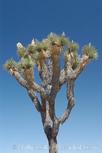 Variegated branching of the Joshua tree, a tree-form of yucca / agave, Yucca brevifolia, Joshua Tree National Park, California