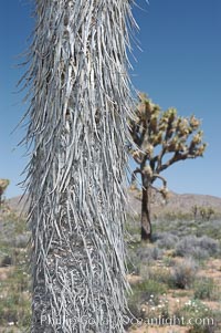 The trunk of this Joshua tree is covered by its still-attached dead leaves, which will eventually fall off to expose the wrinkly bark, Yucca brevifolia, Joshua Tree National Park, California
