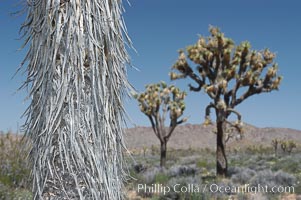 The trunk of this Joshua tree is covered by its still-attached dead leaves, which will eventually fall off to expose the wrinkly bark, Yucca brevifolia, Joshua Tree National Park, California