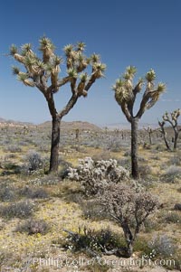 Joshua Trees, a tree form of yucca inhabiting the Mojave and Sonoran Deserts, Yucca brevifolia, Joshua Tree National Park, California