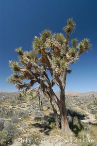 Joshua Trees, a tree form of yucca inhabiting the Mojave and Sonoran Deserts, Yucca brevifolia, Joshua Tree National Park, California