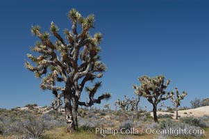 Joshua Trees, a tree form of yucca inhabiting the Mojave and Sonoran Deserts, Yucca brevifolia, Joshua Tree National Park, California