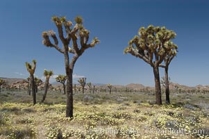 Joshua Trees, a tree form of yucca inhabiting the Mojave and Sonoran Deserts, Yucca brevifolia, Joshua Tree National Park, California