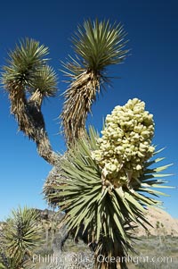 Fruit cluster blooms on a Joshua tree in spring, Yucca brevifolia, Joshua Tree National Park, California