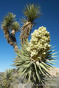 Fruit cluster blooms on a Joshua tree in spring, Yucca brevifolia, Joshua Tree National Park, California