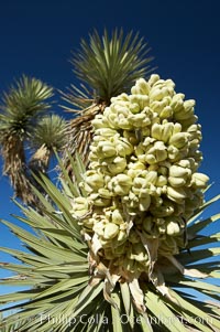 Fruit cluster blooms on a Joshua tree in spring, Yucca brevifolia, Joshua Tree National Park, California