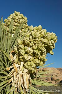 Fruit cluster blooms on a Joshua tree in spring, Yucca brevifolia, Joshua Tree National Park, California