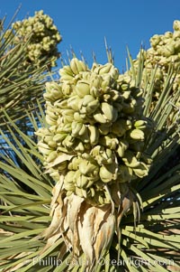 Fruit cluster blooms on a Joshua tree in spring, Yucca brevifolia, Joshua Tree National Park, California
