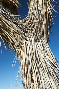 The trunk of this Joshua tree is covered by its still-attached dead leaves, which will eventually fall off to expose the wrinkly bark, Yucca brevifolia, Joshua Tree National Park, California