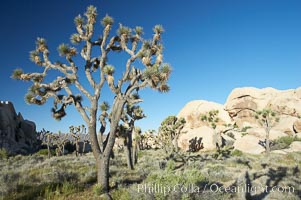 Joshua trees and strange rock formations characteristic of the Mojave desert region of Joshua Tree National Park, Yucca brevifolia