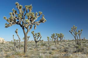 Joshua trees are found in the Mojave desert region of Joshua Tree National Park, Yucca brevifolia