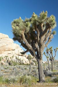 Joshua trees and strange rock formations characteristic of the Mojave desert region of Joshua Tree National Park, Yucca brevifolia