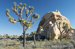 Joshua trees and strange rock formations characteristic of the Mojave desert region of Joshua Tree National Park, Yucca brevifolia