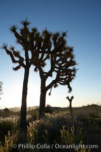 Joshua trees are found in the Mojave desert region of Joshua Tree National Park. California, USA, Yucca brevifolia, natural history stock photograph, photo id 11996