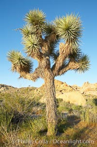 Variegated branching of the Joshua tree, a tree-form of yucca / agave, Yucca brevifolia, Joshua Tree National Park, California