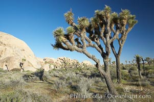 Joshua trees and strange rock formations characteristic of the Mojave desert region of Joshua Tree National Park, Yucca brevifolia