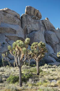 Joshua trees and strange rock formations characteristic of the Mojave desert region of Joshua Tree National Park, Yucca brevifolia