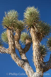 Variegated branching of the Joshua tree, a tree-form of yucca / agave, Yucca brevifolia, Joshua Tree National Park, California