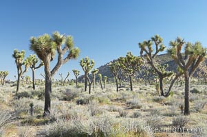 Joshua trees are found in the Mojave desert region of Joshua Tree National Park, Yucca brevifolia
