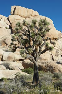 Joshua trees and strange rock formations characteristic of the Mojave desert region of Joshua Tree National Park, Yucca brevifolia