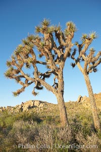 Joshua trees are found in the Mojave desert region of Joshua Tree National Park, Yucca brevifolia