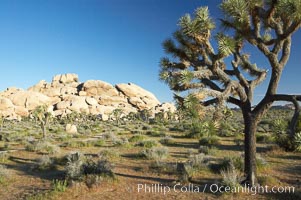 Joshua trees and strange rock formations characteristic of the Mojave desert region of Joshua Tree National Park, Yucca brevifolia