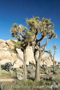 Joshua trees and strange rock formations characteristic of the Mojave desert region of Joshua Tree National Park, Yucca brevifolia