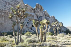 Joshua trees and strange rock formations characteristic of the Mojave desert region of Joshua Tree National Park, Yucca brevifolia