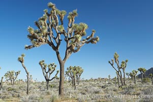 Joshua trees are found in the Mojave desert region of Joshua Tree National Park, Yucca brevifolia