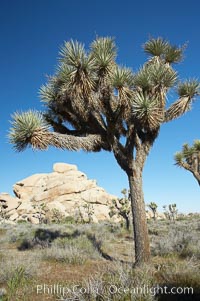 Joshua trees and strange rock formations characteristic of the Mojave desert region of Joshua Tree National Park, Yucca brevifolia