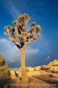 Joshua tree at sunrise.  Joshua trees are found in the Mojave desert region of Joshua Tree National Park, Yucca brevifolia